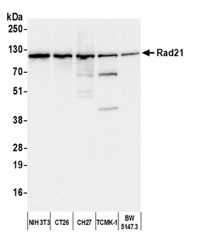 Rabbit Rad21 Antibody