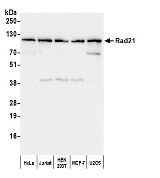 Rabbit Rad21 Antibody