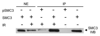 Rabbit Phospho SMC3 (S383) Antibody