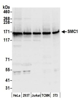 Rabbit SMC1 Antibody