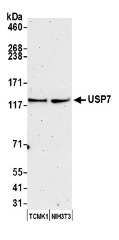 Rabbit USP7 Antibody