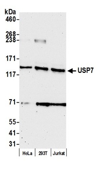 Rabbit USP7 Antibody