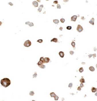 Rabbit anti-Myc Tag Recombinant Monoclonal Antibody