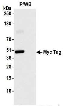 Rabbit anti-Myc Tag Recombinant Monoclonal Antibody
