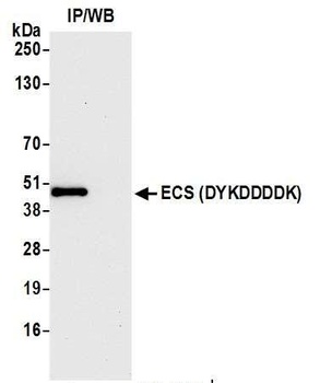 Rabbit anti-ECS (DYKDDDDK) Tag Recombinant Monoclonal Antibody