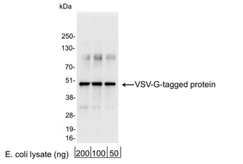 Rabbit VSV-G Tag Antibody