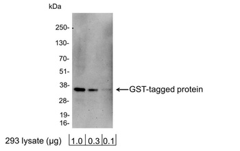 Rabbit GST-Tag Antibody (HRP)