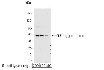 Rabbit T7 Tag Antibody