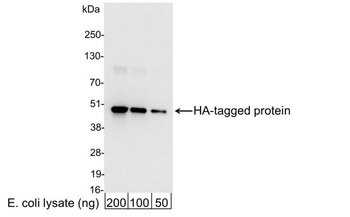 Rabbit HA Tag Antibody (HRP)
