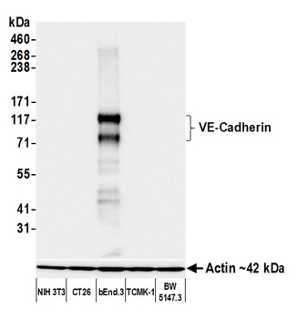 Rabbit VE-Cadherin Recombinant Monoclonal Antibody