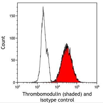 Rabbit anti-Thrombomodulin Recombinant Monoclonal Antibody