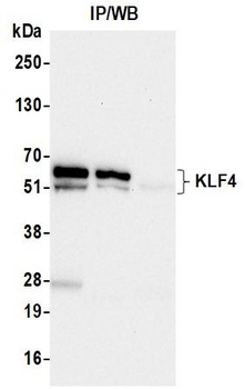 Rabbit anti-KLF4 Recombinant Monoclonal Antibody