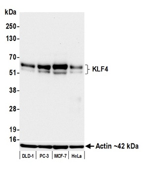 Rabbit anti-KLF4 Recombinant Monoclonal Antibody