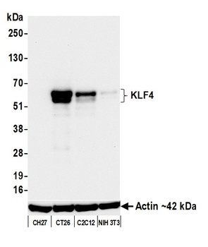 Rabbit anti-KLF4 Recombinant Monoclonal Antibody