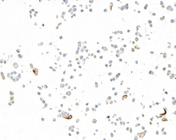 Mouse Uroplakin III Monoclonal Antibody