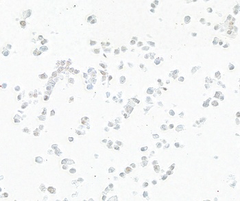 Mouse CDX2 Monoclonal Antibody