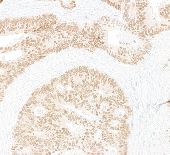 Mouse CDX2 Monoclonal Antibody