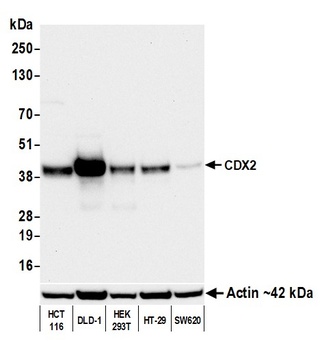 Mouse CDX2 Monoclonal Antibody