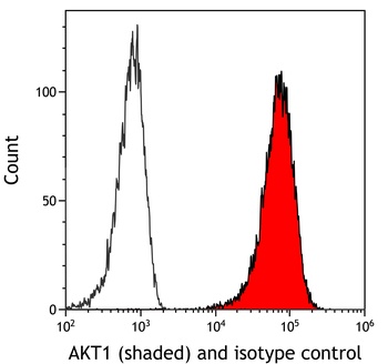 Rabbit AKT1 Recombinant Monoclonal Antibody