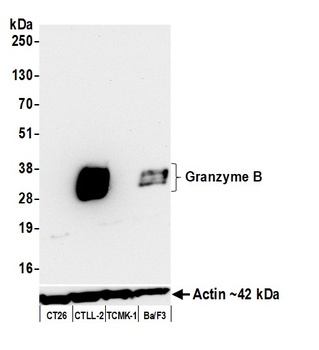 Rabbit Granzyme B Recombinant Monoclonal Antibody