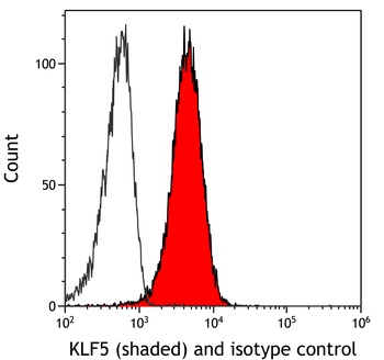 Rabbit anti-KLF5 Recombinant Monoclonal Antibody