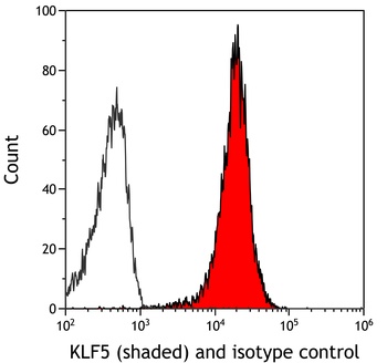 Rabbit anti-KLF5 Recombinant Monoclonal Antibody