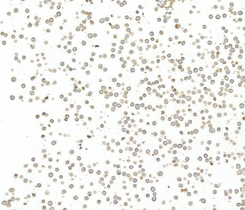 Rabbit CD48 Recombinant Monoclonal Antibody