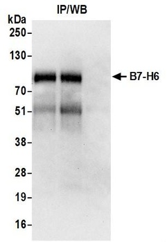 Rabbit B7-H6 Recombinant Monoclonal Antibody
