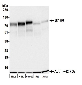 Rabbit B7-H6 Recombinant Monoclonal Antibody