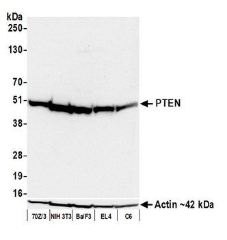 Rabbit PTEN Recombinant Monoclonal Antibody
