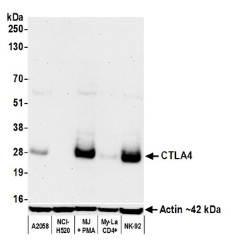Rabbit CTLA4 Recombinant Monoclonal Antibody