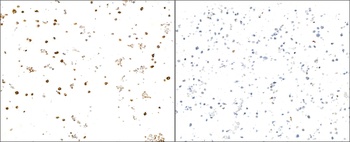 Rabbit IFN-gamma Recombinant Monoclonal Antibody