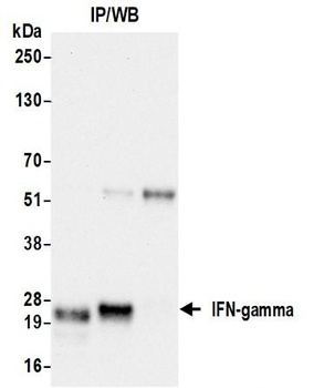 Rabbit IFN-gamma Recombinant Monoclonal Antibody