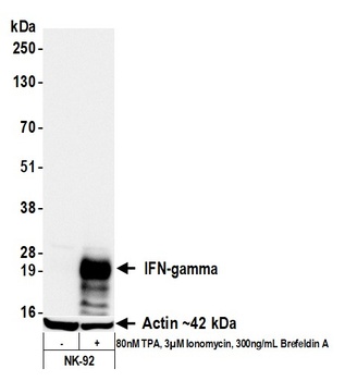 Rabbit IFN-gamma Recombinant Monoclonal Antibody