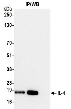 Rabbit IL-4 Recombinant Monoclonal Antibody