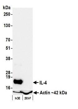 Rabbit IL-4 Recombinant Monoclonal Antibody