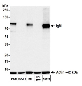 Rabbit anti-IgM Recombinant Monoclonal Antibody