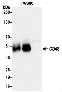 Rabbit CD48 Recombinant Monoclonal Antibody