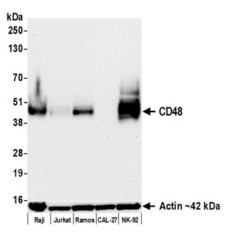 Rabbit CD48 Recombinant Monoclonal Antibody