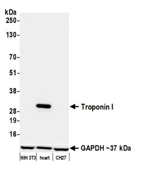 Rabbit Troponin I Recombinant Monoclonal Antibody