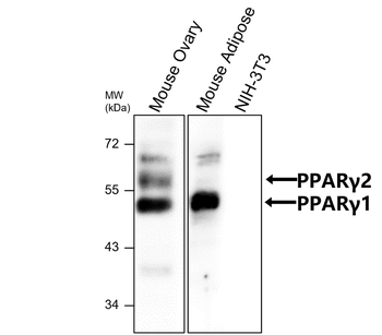 PPARγ Rabbit Polyclonal Antibody