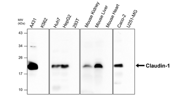 Claudin-1/CLDN1 Antibody
