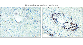 CD3 Intracellular domain Antibody