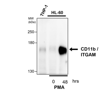 CD11b/ITGAM human specific Antibody