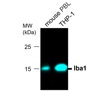 Iba1 Mouse Monoclonal Antibody