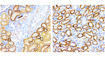 FNDC5 Rabbit Polyclonal Antibody