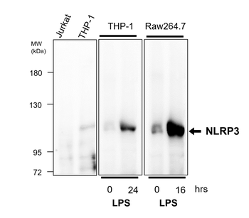 NLRP3 Rabbit Polyclonal Antibody