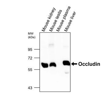 Occludin Rabbit Polyclonal Antibody