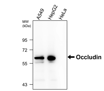 Occludin Rabbit Polyclonal Antibody