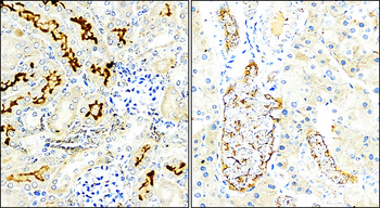 Occludin Rabbit Polyclonal Antibody